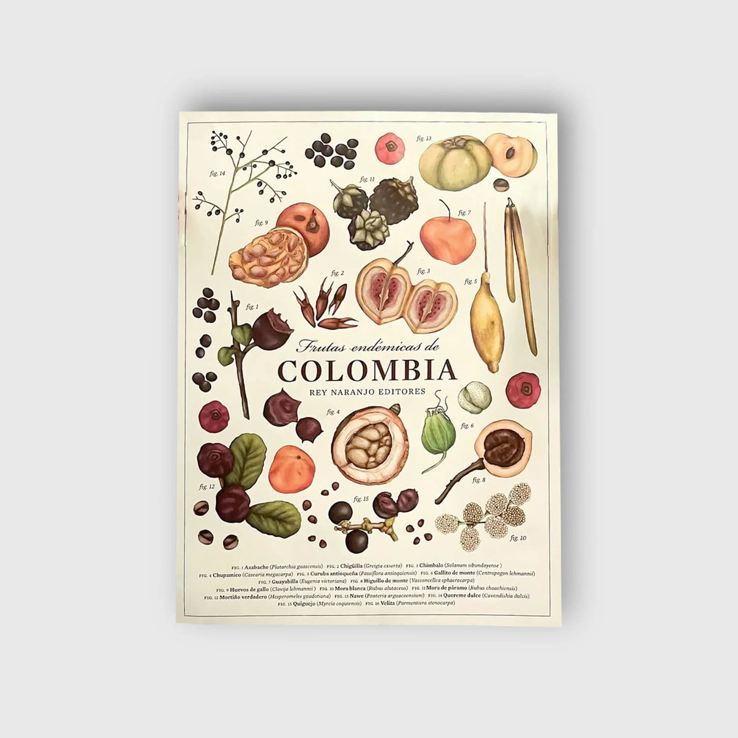 Cartel ilustraciones frutas endémicas colombianas